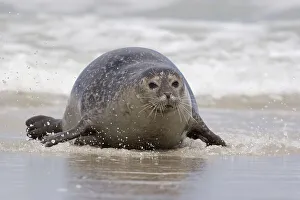 Common seal crawling onto the beach
