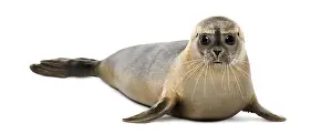 Common seal lying, looking at the camera
