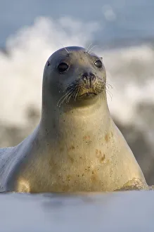Common Seal (Phoca vitulina)