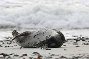 Common Seal (Phoca vitulina)