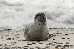 Common Seal (Phoca vitulina)