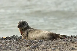 Common Seal (Phoca vitulina)