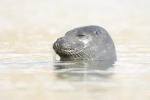 Common seal (Phoca vitulina) adult animal sleeping in the sea