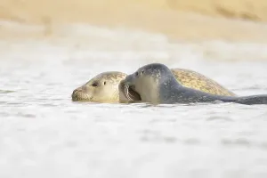 Common seal (Phoca vitulina) adult mother animal and juvenile baby pup in the sea