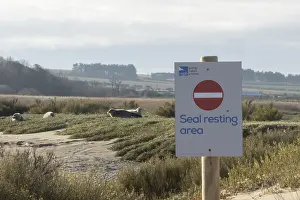 Common seal (Phoca vitulina) adults resting on land behind a notice sign