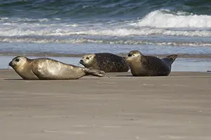 Common Seals (Phoca vitulina), Helgoland Island