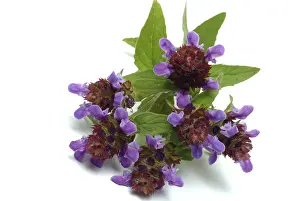 Common selfheal, also known as brunelle