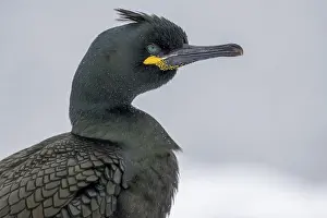 Common shag (Phalacrocorax aristotelis)