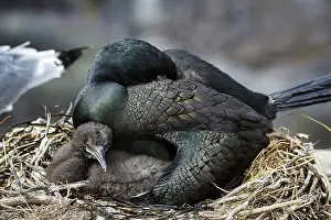 Common shag (Phalacrocorax aristotelis)