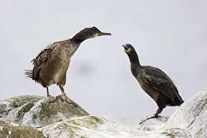 Common shag (Phalacrocorax aristotelis)