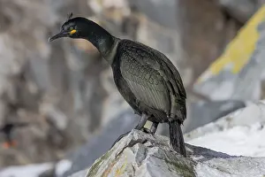 Common shag (Phalacrocorax aristotelis)