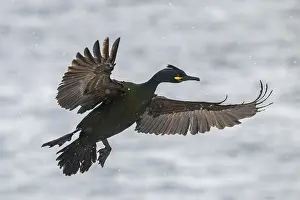 Common shag (Phalacrocorax aristotelis)