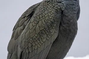 Common shag (Phalacrocorax aristotelis)