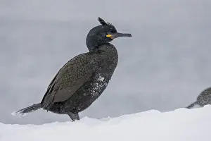 Common shag (Phalacrocorax aristotelis)