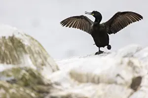 Common shag (Phalacrocorax aristotelis) drying its feathers
