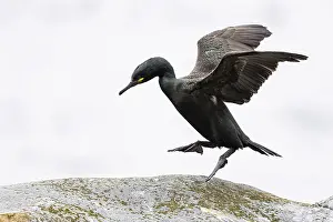 Common shag (Phalacrocorax aristotelis) hopping on a rock