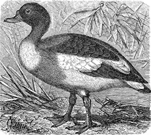 Common shelduck (Tadorna tadorna)