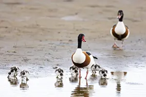 Common shelduck (Tadorna tadorna)
