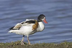 Common Shelduck (Tadorna tadorna)