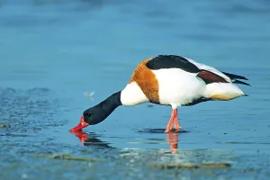 A common shelduck (Tadorna tadorna), St