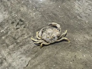 Common shore crab (Carcinus maenas)