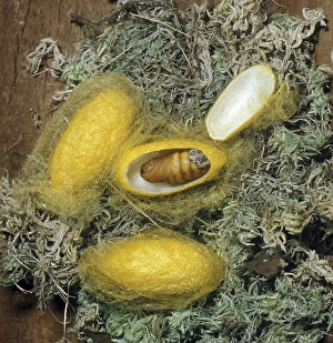 Common Silk Moth (Bombyx mori)