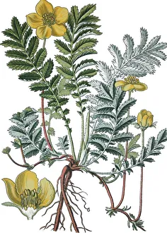 Common Silverweed (Potentilla anserina)