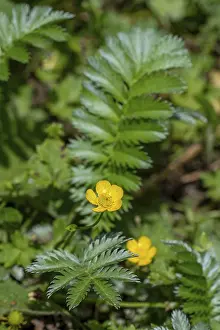 Common silverweed, silver cinquefoil (Argentina anserina)