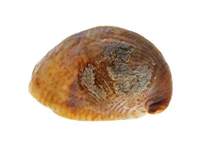 Common slipper shell (Crepidula fornicata)