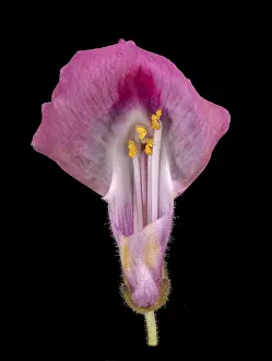 Common snapdragon (Antirrhinum majus)