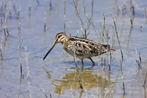 Common Snipe (Gallinago), Bird of the Year 2013