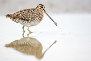 Common snipe (Gallinago gallinago)