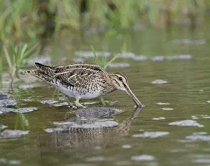Common snipe (Gallinago gallinago)