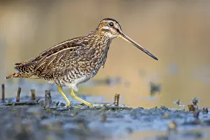 Common Snipe (Gallinago gallinago)