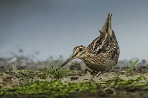 Common Snipe (Gallinago gallinago)