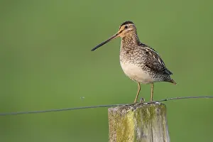 Common Snipe (Gallinago gallinago)