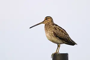 Common Snipe (Gallinago gallinago)