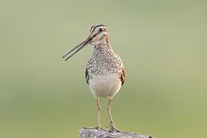 Common Snipe (Gallinago) (gallinago)