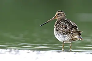 Common snipe (Gallinago gallinago)