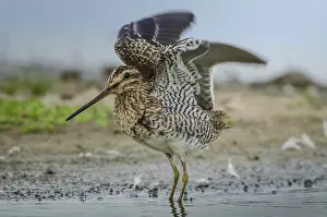 Common Snipe (Gallinago gallinago)