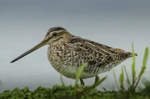 Common Snipe (Gallinago gallinago)