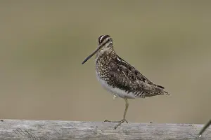 Common Snipe (Gallinago Gallinago)