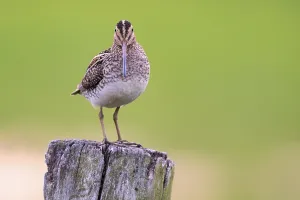 Common Snipe (Gallinago gallinago)