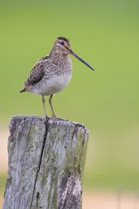 Common Snipe (Gallinago gallinago)