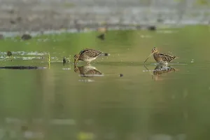 Common snipe (Gallinago gallinago)