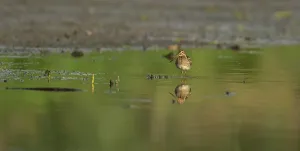 Common snipe (Gallinago gallinago)