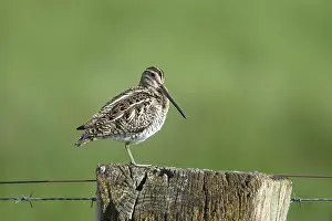 Common snipe (Gallinago gallinago)
