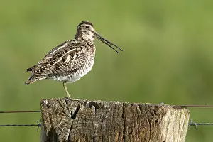 Common snipe (Gallinago gallinago)