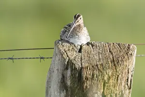 Common snipe (Gallinago gallinago)
