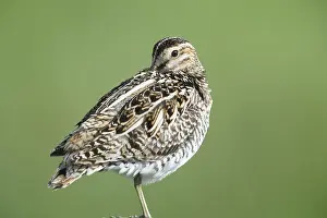 Common snipe (Gallinago gallinago)